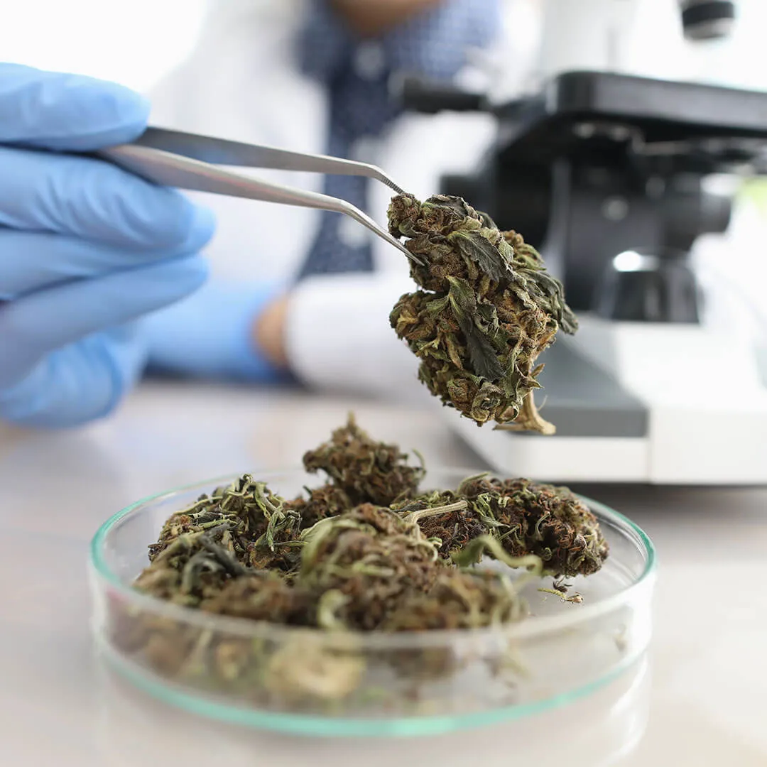 cannabis-verband-startseite-01